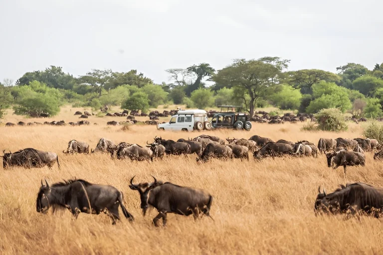 7 raisons de visiter le Botswana cette